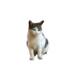 Adorable Tabby Cat Sitting Calmly On A Patio, Expression Focused. 18051 - Cat PNG image with transparent background
